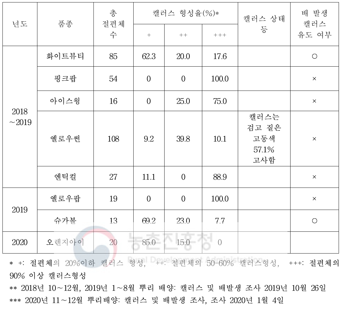 장미 ‘화이트뷰티’ 외 8품종 기내뿌리로부터 캘러스 및 배발생캘러스 유도