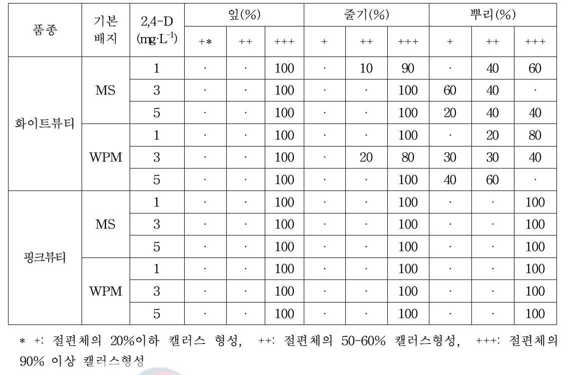 장미 ‘화이트뷰티’및 ‘핑크뷰티’ 캘러스 형성