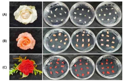장미 품종 꽃잎배양 (A) ‘아이스윙’, (B) ‘핑크뷰티’, (C) ‘오렌지아이’