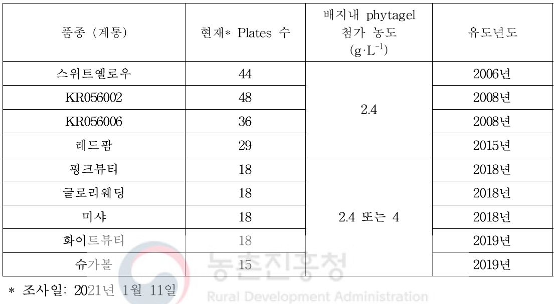 장미 체세포배발생 캘러스 유지 및 증식