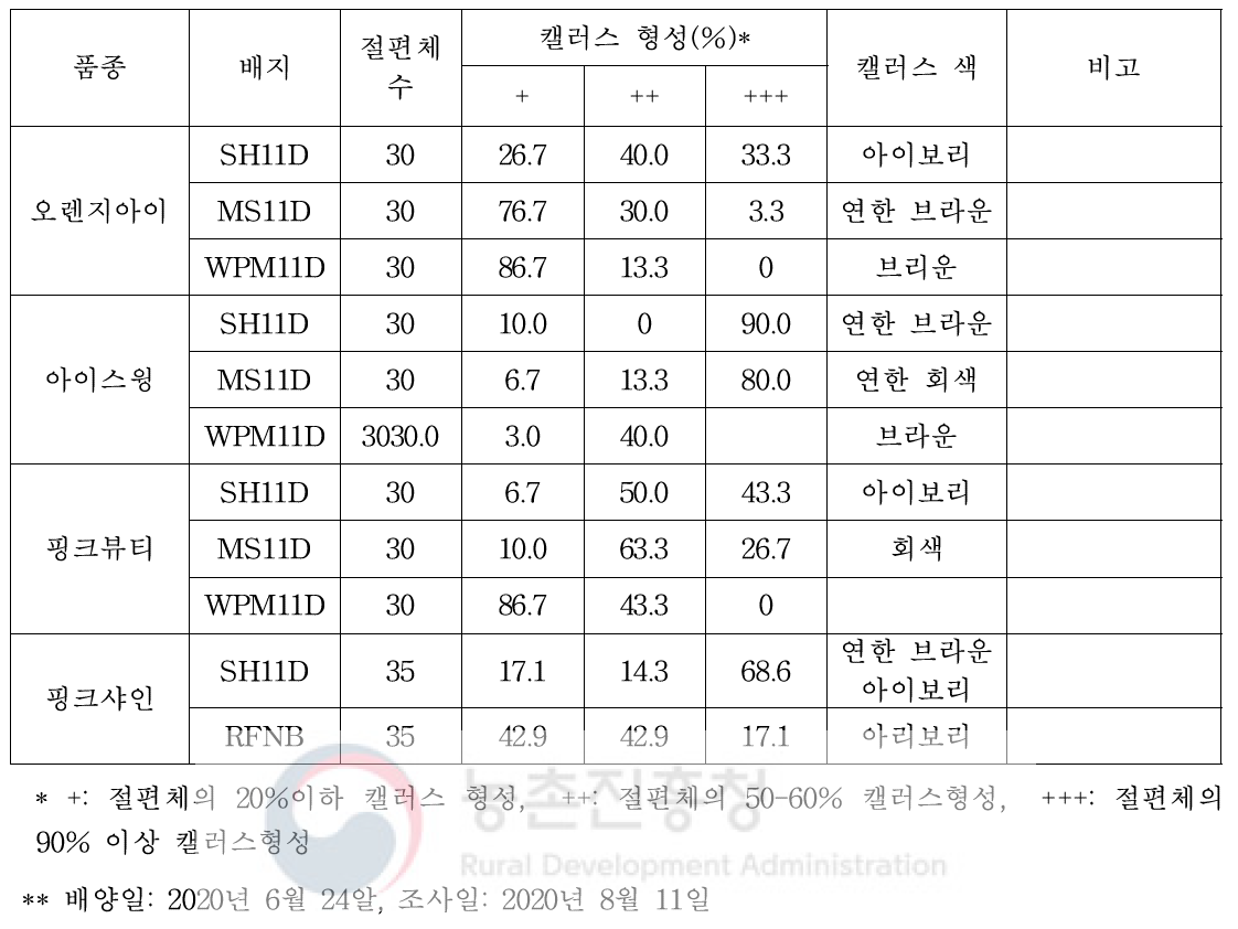 장미 꽃잎유래 캘러스 형성