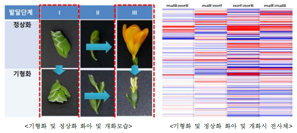 프리지아 ‘골드리치’ 정상화 및 기형화의 화기발달별 전사체분석