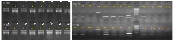 조직배양묘 기형화 판별 primer 선발을 위한 정상화 및 기형화 RNA추출 및 PCR 1.프리티우먼, 2. 댄싱플레임, 3. 골든젬, 4. 골든아모르, 5. 골든파티, 6. 체리스타, 7. 샤이니골드, 8. 골드리치, P. primer * CTAB Method 이용 RNA 추출 500ng RNA 이용 cDNA 합성, * PCR conditions: 94℃ 5M; 94℃ 30s, 62℃ 30s, 72℃ 30s, 35cycles, 72℃ 5M. cDNA 5ng, 2pmole forword and revers primers with 2xpremix(Takara)