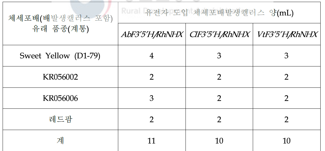 AbF3’5’H/RhNHX 등 청색소 발현 관련 유전자 3종을 도입한 장미 체세포배발생캘러스 양