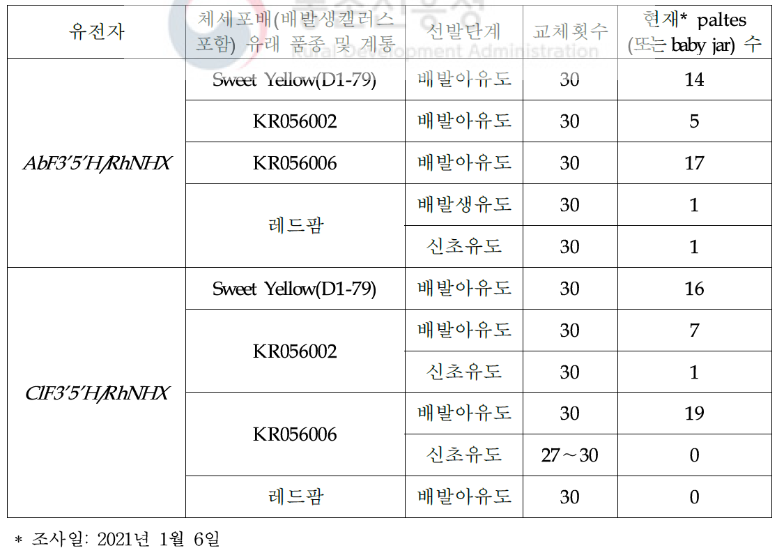 AbF3’5’H/RhNHX 및 ClF3’5’H/RhNHX 유전자 도입 장미 배발생캘러스로부터 재분화 식물체 획득용 선발배지