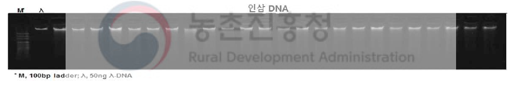 확보된 인삼 유전자원 DNA 추출