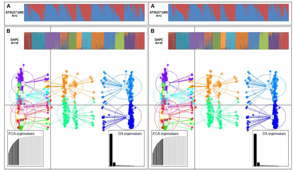 인삼 1,109자원의 집단구조 분석 (A) STRUCTURE을 이용한 집단 분석(K=2) (B) DAPC를 이용한 집단 분석 (K=12)
