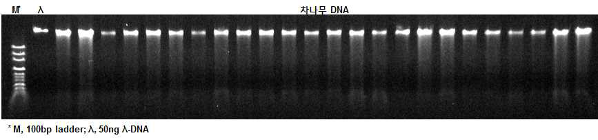 확보된 차나무 추출 DNA