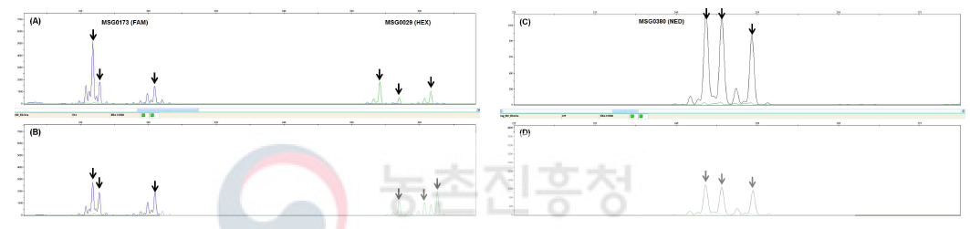 차나무 혼입의심 자원 allele 패턴