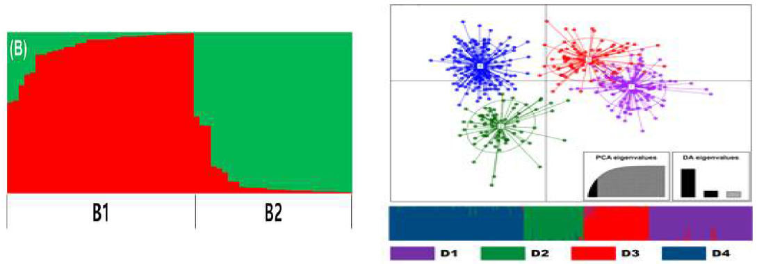 차나무 유전자원 STURUCTURE(좌) 및 DAPC(우) 분석 결과