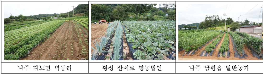 주요 노지채소 재배 단지의 간·혼작 실천 농가 현장