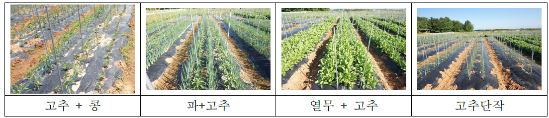 유기농 고추 간·혼작 시험 정식 후 전경(2018, 2019)