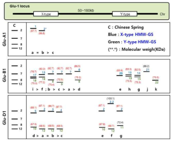 SDS-PAGE based allelic variation in HMW-GS at 3 gene loci in relation to bread making quality. Chinese Spring patterns on left for comparison of relative mobilities. Lowercase letters refer to allele designations and ranking is according to assessed quality