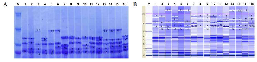 Analysis of high-molecular-weight glutenin subunit composition of standard varieties used in this study. A. HMW-GS was analyzed by SDS-PAGE with 3~8% Criterion XT tris-acetate protein gel. Each 10m of extracted protein from one seed loaded on the gel. Photograph was taken after coomassie brilliant blue staining and destaining. B. Analysis of HMW-GS by Lab-on-a-chip electrophoresis with Protein 230 kit using 2100 bioanalyzer. HMW-GS composition was analyzed according to its relative molecular weight