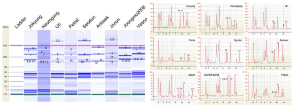 Gel-like image of standard varieties on Lab-on-a-chip. Six ml of diluted extracted glutenin proteins with denaturing solution including in Protein 230 assay kit were separated by the 2100 Bioanalyzer. The upper marker (240 kDa) was adjusted before analyzing the HMW-GS subunit for varieties harboring 1Dx2.2 such as Uri with 2100 Expert program. Then gel-like image was taken. Purple line indicated the systematic upper marker (240 kDa). The small numbers on image mean each HMW-GS subunit such as 5 is 1Dx5 and 1 is 1Ax1