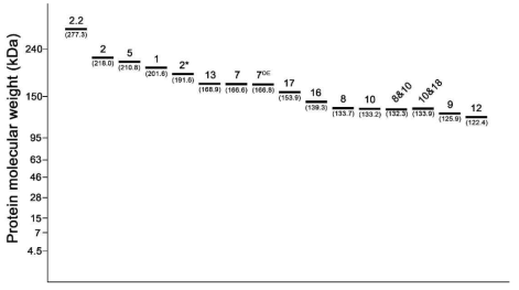 Molecular weight of HMW-GS subunits on Lab-on-a-chip. The mean of each HMW-GS subunit was calculated by analyzing of molecular weight of each HMW-GS subunits from genetic resources. The small numbers on image mean each HMW-GS subunit such as 2 is 1Dx2 and 5 is 1Dx5