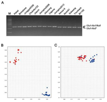 Evaluation of molecular markers for genotype analysis of Glu-A1 locus. A. Evaluation of molecular marker UMN19 for Glu1-Ax2*. PCR with UMN19 was performed by touch-down method from 65°C for 10 cycles and then followed more 30 PCR cycles at 55 °C for annealing. Gel photograph was taken after electrophoresis on 3% agarose gel for 1 hour. B and C. Scatter plots for Glu-Ax1/2*_SNP and Glu-Ax2*_IND assay showing clustering of varieties on the X-(FAM) and Y-(HEX) axes. B. Red color indicates Glu1-Ax1 and Glu1-Ax2* allele and blue color shows Glu1-AxNull allele of each varieties. C. Red color indicates Glu1-Ax2* allele and blue color shows Glu1-Ax1 and Glu1-AxNull allele of each varieties. All experiments were repeated three times independently