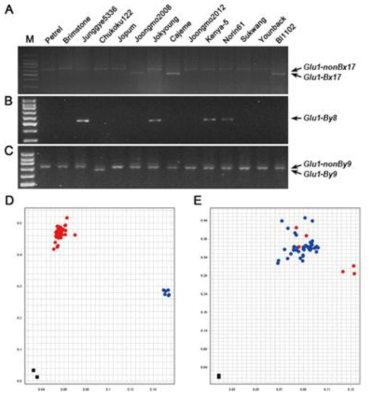 Evaluation of molecular markers for genotype analysis of Glu-B1 locus. A-C. Molecular markers, cauBx642(A), ZSBy8(B), and ZSBy9a(C), were examined after agarose gel electrophoresis. All of markers were applied with touch-down method from 65°C for 10 cycles and then followed more 30 PCR cycles at 55 °C for annealing. Gel photograph was taken after electrophoresis on 3% agarose gel for 1 hour. D and E. Scatter plots for Bx7OE_866_SNP and Bx13_SNP assay, respectively, showing clustering of varieties on theX-(FAM) and Y-(HEX) axes. D. Red color indicates Glu1-nonBx17OE allele and blue color shows Glu1-Bx17OE allele of each varieties. E. Red color indicates Glu1-Bx13 allele and blue color shows Glu1-nonBx13 allele of each varieties. All experiments were repeated three times independently