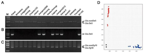 Evaluation of molecular markers for genotype analysis of Glu-D1 locus. A-C. Molecular markers, UMN25(A), Dx5-1(B) and UMN26(C), were examined after agarose gel electrophoresis. All of markers were applied with touch-down method from 65°C for 10 cycles and then followed more 30 PCR cycles at 55 °C for annealing. Gel photograph was taken after electrophoresis on 3% agarose gel for 1 hour. D. Scatter plots for Glu-D1d_SNP. D. Red color indicates Glu1-Dx5 allele and blue color shows Glu1-nonDx5 allele of each varieties. All experiments were repeated three times independently