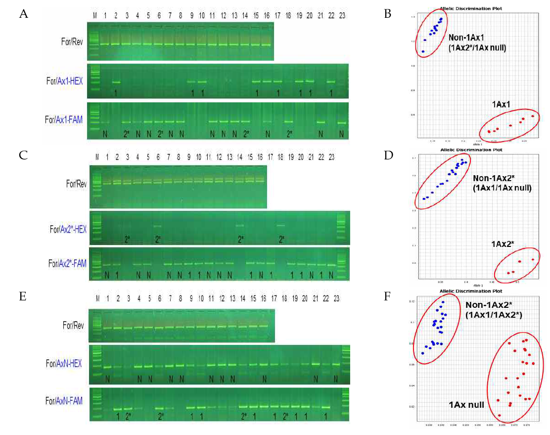 Development of TaqMan-based molecular markers for Glu-A1 locus. A, C and D. Gel photograph of 1Ax1, 1Ax2*, and 1Ax-Null. B, D, and F. Scatter plots for 1Ax1, 1Ax2*, and 1Ax-Null with TaqMan probe. All of markers were applied with touch-down method from 65°C for 10 cycles and then followed more 30 PCR cycles at 55 °C for annealing. Gel photograph was taken after electrophoresis on 3% agarose gel for 1 hour