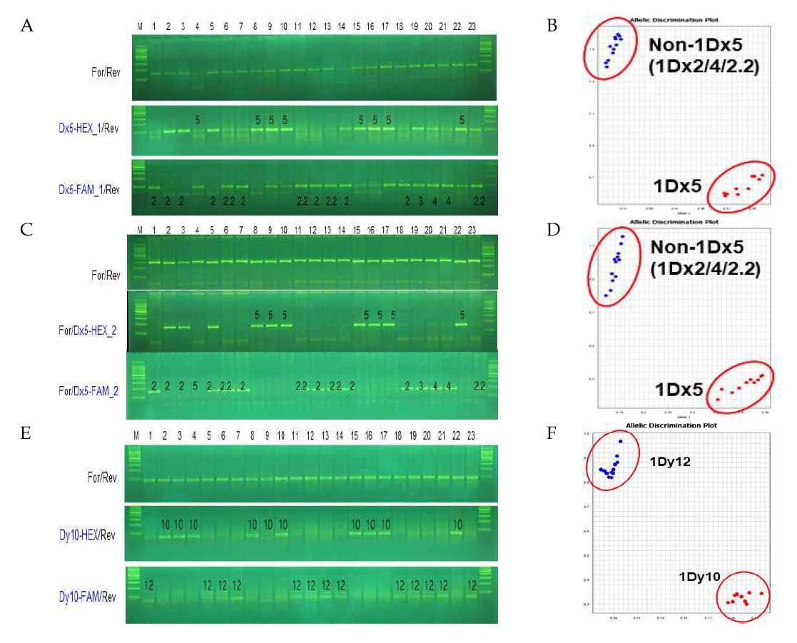 Development of TaqMan-based molecular markers for Glu-D1 locus. A, C and D. Gel photograph of 1Dx5-1, 1Dx5-2, and 1Dy10. B, D, and F. Scatter plots for 1Dx5-1, 1Dx5-2, and 1Dy10 with TaqMan probe. Each molecular markers were examined after agarose gel electrophoresis. All of markers were applied with touch-down method from 65°C for 10 cycles and then followed more 30 PCR cycles at 55 °C for annealing. Gel photograph was taken after electrophoresis on 3% agarose gel for 1 hour. Red color indicates HEX probe and blue color shows FAM probe of each varieties. All experiments were repeated three times independently