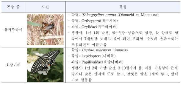 왕귀뚜라미와 호랑나비의 특성