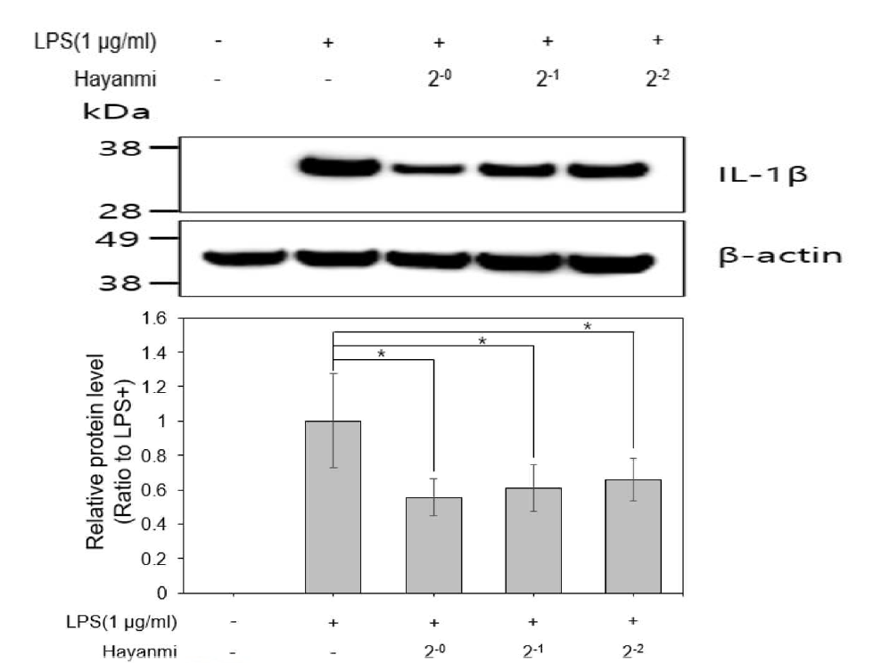 고구마 끝순 추출물의 IL-1β 염증성 단백질 억제효과(쥐 대식세포 RAW 264.7 이용) The data presented as the means ± SD for 4 independent replicates. ( p < 0.05 compared with the cells treated with LPS alone)