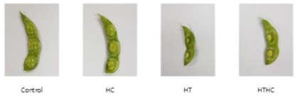 고온·고CO2 조건별 콩 종실 발달 비교