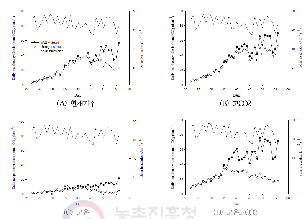 고온 및 고CO2 환경 조건별 개화기 한발처리에 따른 군락순광합성 변동추이
