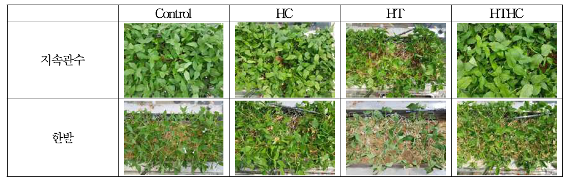 고온 및 고CO2 환경 조건별 개화기 한발처리에 따른 콩 생육 저해 차이