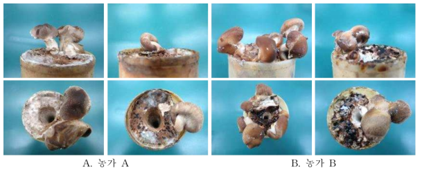새송이버섯 농가 배지 대상 표고버섯 선발계통 접종 후 생육모습