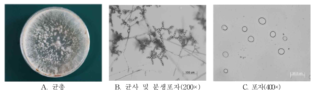 표고버섯 배양중 균덩이 형성 원인균 모습