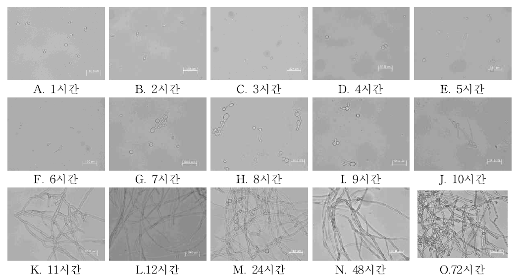 시간경과에 따른 N. tetrasperma 포자 발아 및 균사생장 모습