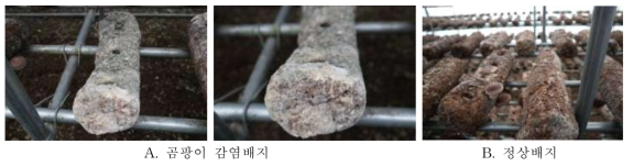 Scytalidium cuboideum오염에 따른 표고 톱밥배지 모습