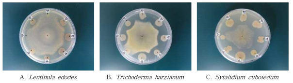 분리미생물 이용 표고버섯 및 병원성곰팡이 대치배양 모습
