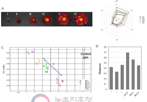 ‘블랙마블’의 개화단계별 전자코 분석 결과 A: 개화단계별 ‘블랙마블’ 꽃, B: radar plot, C: PCA, D: distance