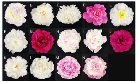 Cut flowers of 14 cultivars of P. lactiflora at full bloom stage. (A) Blush queen, (B) Bowl of cream, (C) Jubilee, (D) Peter brand, (E) Honey gold, (F) Snow mountain, (G) Ole faithful, (H) Florence Nichols, (I) Nick Shaylor, (J) Paul M. wild, (K) Allan rogers, (L) Elsa sass, (M) Sarah bernhardt, (N) Taebaek