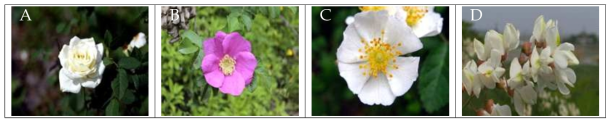 수집된 장미과 및 아카시아 꽃 모습 A: 장미, B: 해당화, C: 찔레꽃, D: 아카시아꽃