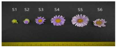 향기패턴 분석을 위해 이용한 꽃 발달시기별 해국 꽃 Tight bud (S1); Soft bud (S2); Initial flower (S3); Half opening flower (S4); Full opening flower (S5); Wilting flower (S6)