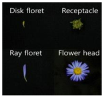 향기패턴 분석을 위해 이용한 꽃 기관별 해국 Disk floret; Receptacle; Ray floret; Flower head