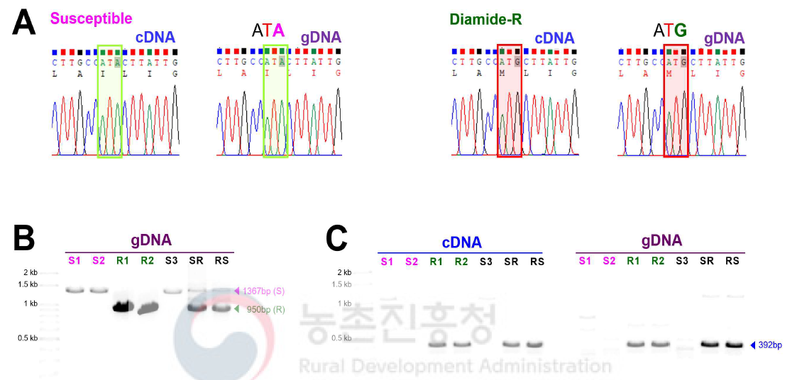 Representative chromatograms of direct sequencing for I4790M mutation genotyping in ryanodine receptors from (A) susceptible and diamide-resistant strains of Spodoptera exigua. Green and red boxes denote the I4790M mutation sites in susceptible and resistant strains, respectively. (B) Diamide-resistant strain-specific transcript variants and the existence of indels were confirmed via gel electrophoresis of PCR results using gDNA as a template (RyR_4790UF and RyR_I4790M_R primer set was used). (C) Resistant alleles were amplified from cDNA and gDNA templates of the diamide resistant strain and its F1 hybrids, SR (male susceptible × female resistant strain) and RS (male resistant × female susceptible strain) . F1 hybrids generated by single pair mating using susceptible and diamide-resistant strains. Diagnostic LAMP primer, BAW_RyR_F3 and BAW_RyR_B3 were used. Primer information is documented in Table 4