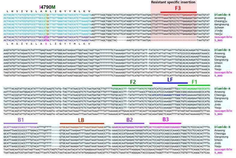 Location of primers and primer binding regions on partial sequence of in ryanodine receptor, Spodoptera exigua. Sequence alignment of six local populations with two susceptible and a diamide resistant strains. I4790M mutation was found in diamide resistant strain and six local populations. Amino acid sequence noted according to the DNA sequence. LAMP primers designed on intron region. Inner primer, FIP is consisted of F1c (complementary sequences of F1) and F2. Another inner primer, BIP is also composed of B1 and B2c (complementary sequences of B2). Essential four LAMP primers (F3, FIP, BIP and B3) generate the dumbbell structure and two loop primers, LF and LB accelerate the LAMP reaction. More detail used primer information is documented in the Table 4