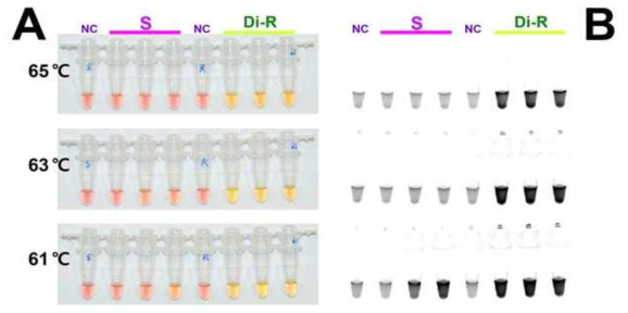 Sensitivity of the LAMP assay results on three range of working temperature under (A) visible light, (B) ultraviolet light with Cyber Green and (C) for diamide resistant allele detection. Using four primer set (BAW_RyR_F3, B3, FIP and BIP), LAMP assay was tested in three incubation temperature, 65, 63 and 61℃ for 2 hours. The original pink color of the reaction mixture turned yellow in a positive reaction when product was formed but remained pink in negative reactions (A). NC: negative control, S: susceptible strain and Di-R: diamide resistant strain