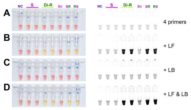 The LAMP assay results with (A) 4 primers and (B) additional loop primers, (C) loop forward, LF or (D) loop backward, LB and LF with LB under visible light (left side) or ultraviolet light with Cyber Green (right side). LAMP assay was tested in an incubation temperature, 65℃ for 90 minutes. NC: negative control, S: susceptible strain, Di-R: diamide resistant strain, Sn: another susceptible stain from NAS, National Institute of Agricultural Sciences, SR and RS: F1 hybrid between S and Di-R