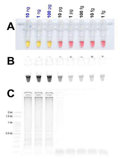 Identification of the detection limit of genomic DNA in the LAMP assay from 10ng to 1fg under (A) visible light, (B) ultraviolet light with Cyber Green and (C) gel electrophoresis. LAMP assay was tested in an incubation temperature, 65℃ for 90 minutes with six primers