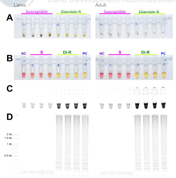 Sensitivity of the LAMP assay results with the DNA releasing technique from insect tissue. (A) Around 10mg of larval tissue or adult leg (or antenna) were incubated in 95℃ for 5minutes. (B) LAMP products under visible light, (C) ultraviolet light with Cyber Green and (D) and gel electrophoresis. Abbreviations as in Fig. 7, except PC (positive control, isolated DNA from diamide resistant strain, Di-R)