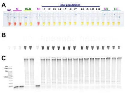 Sensitivity of the LAMP assay results for resistant allele survey on filed collected local populations with susceptible and diamide resistant strains under (A) visible light, (B) ultraviolet light with Cyber Green and (C) gel electrophoresis. NC: negative control, S: susceptible strain, Di-R: diamide resistant strain, Sn: another susceptible stain from NAS, National Institute of Agricultural Sciences, SR and RS: F1 hybrid between S and Di-R. L1 ~ L11: field collected local populations, Anseong (AS), Cheongju (CJ), Gangneung (GN), Icheon (IC), Jindo (JD), Yeoju (YJ), Haenam (HN), Hoengseong (HS), Hongchen (HC), Miryang (MY) and Pyeongchang (PC)