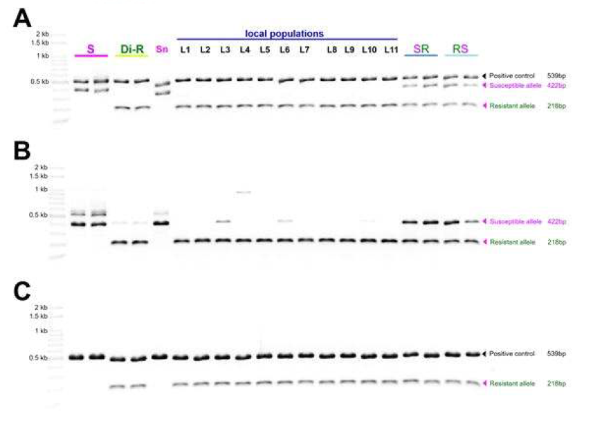 Multiplex PCR results for (A) susceptible and resistant alleles diagnostic combination with positive control or (B) without positive control. Ace1 type acetylcholinesterase gene was used as a positive control. Alternatively, (C) resistant allele possibly amplified with positive control. Abbreviations as in Fig. 11