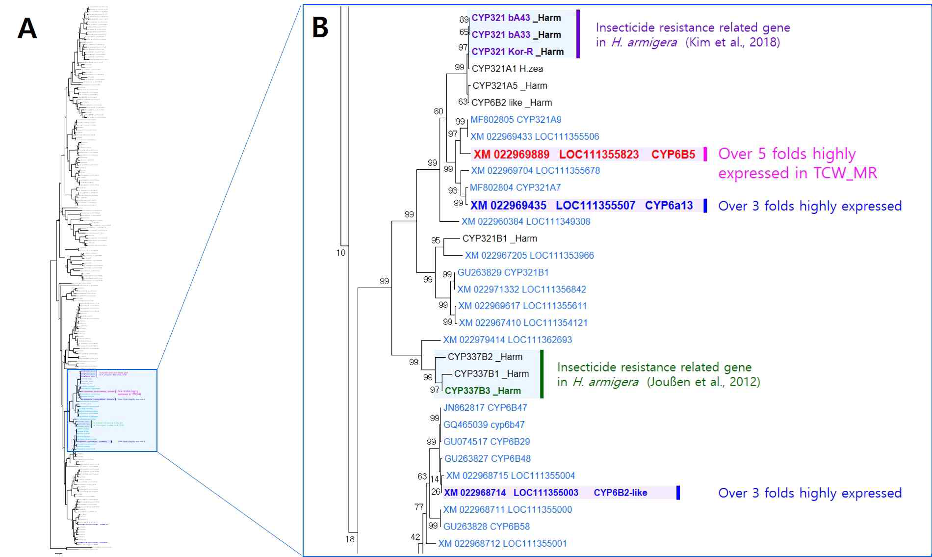 Phylogentic analysis of known pyrethroid resistant related genes in Helicoverpa armigera such as CYP321 and CYP337B3 with other cytochrome P450 form Noctuidae species including the S. litura (A). Three cytochrome P450 genes such as CYP6B5, CYP6a13 and CYP6B2-like were highly expressed in resistant starin (B)