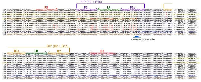 Alignment of the DNA sequences of a CYP337B1, CYP337B2 and 10 different CYP337B3 alleles, a CYP337B3v1 and positions of 6 primers designed for specifically amplifying chimeric CYP337B3 by loop-mediated isothermal amplification (LAMP) reaction. A blue arrow head points to a crossing over site. Red arrows indicate primary priming regions of LAMP (F3 and B3). Purple arrows show the Forward internal primer (FIP, a combination of F1c and F2). Backward internal primer (BIP, a combination of B1c and B2) is shown in orange. CYP337B3v2 [MG744341]K and CYP337B3v7 [MG744342]K were cloned from Korean Helicoverpa armigera. Red letters indicate different sequence compared to that of CYP337B3v1